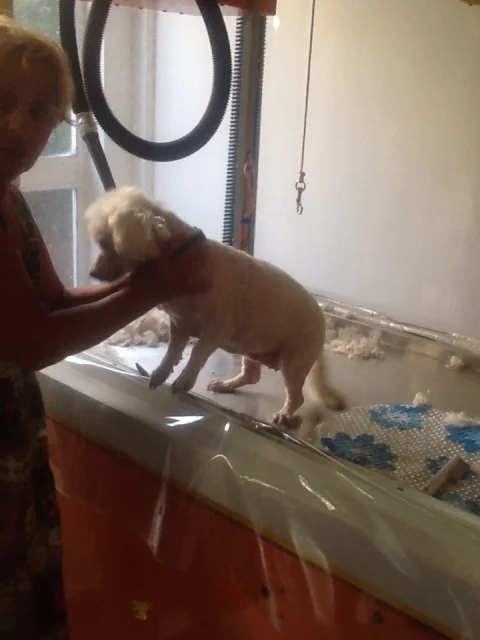 Νάστου ΧρυσάνθηPawsome Dog Grooming 8