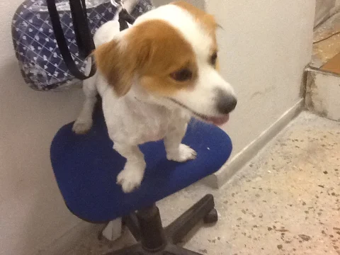 Νάστου ΧρυσάνθηPawsome Dog Grooming 7