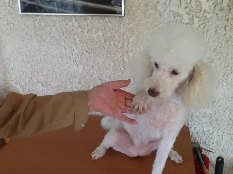 Νάστου ΧρυσάνθηPawsome Dog Grooming 3