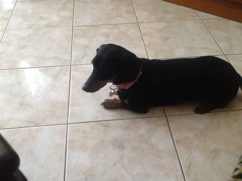 Νάστου ΧρυσάνθηPawsome Dog Grooming 2