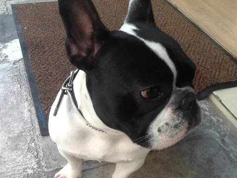 Νάστου ΧρυσάνθηPawsome Dog Grooming