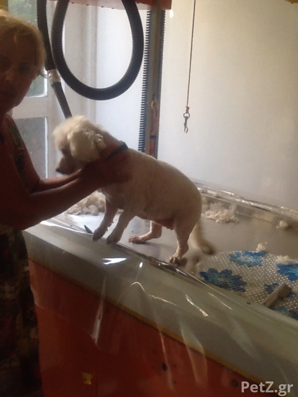 Νάστου ΧρυσάνθηPawsome Dog Grooming 8