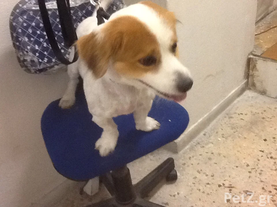 Νάστου ΧρυσάνθηPawsome Dog Grooming 7