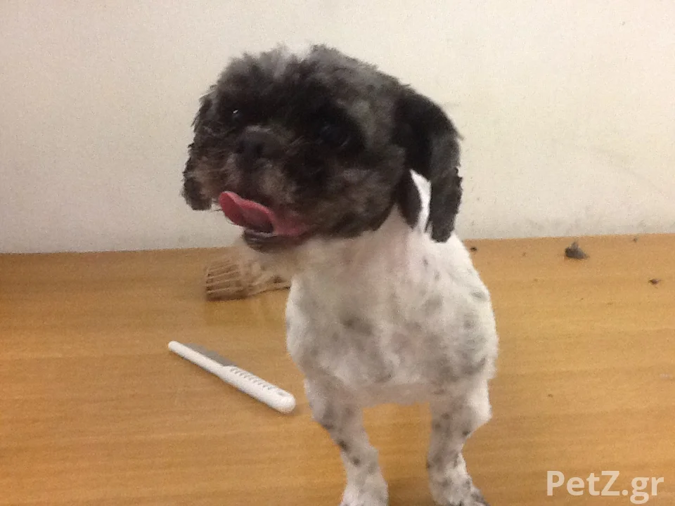 Νάστου ΧρυσάνθηPawsome Dog Grooming 6