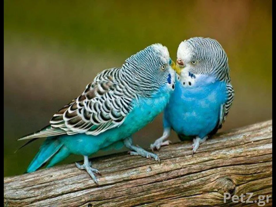 Νάστου ΧρυσάνθηPawsome Dog Grooming 5