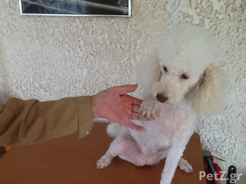 Νάστου ΧρυσάνθηPawsome Dog Grooming 3