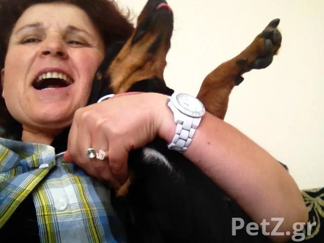 Νάστου ΧρυσάνθηPawsome Dog Grooming 4