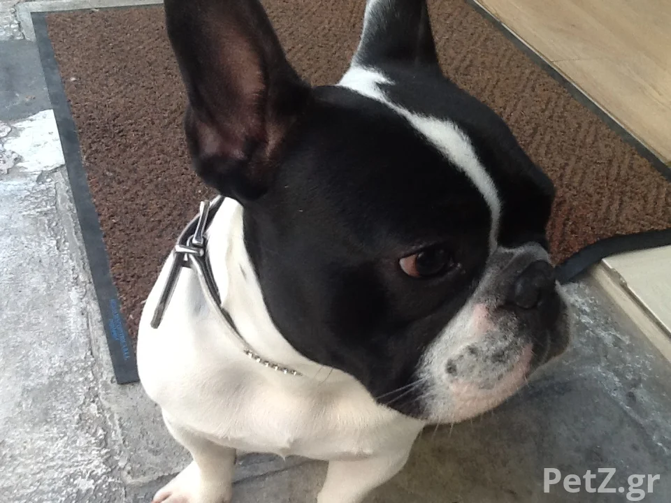 Νάστου ΧρυσάνθηPawsome Dog Grooming 1