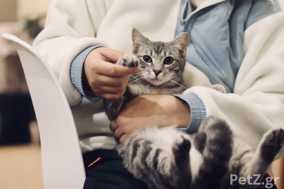 Athens Vet Clinic – Κτηνιατρική Κλινική Γλυφάδας 2