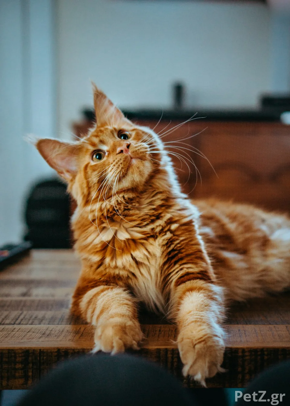 Pawsitive Vet Care – Κτηνιατρείο Θεσσαλονίκης 2