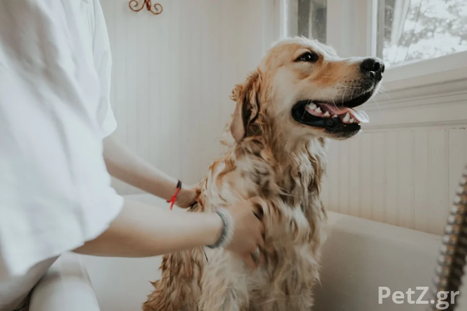 Groom The Paw – Κομμωτήριο Κατοικιδίων Αθήνα 1