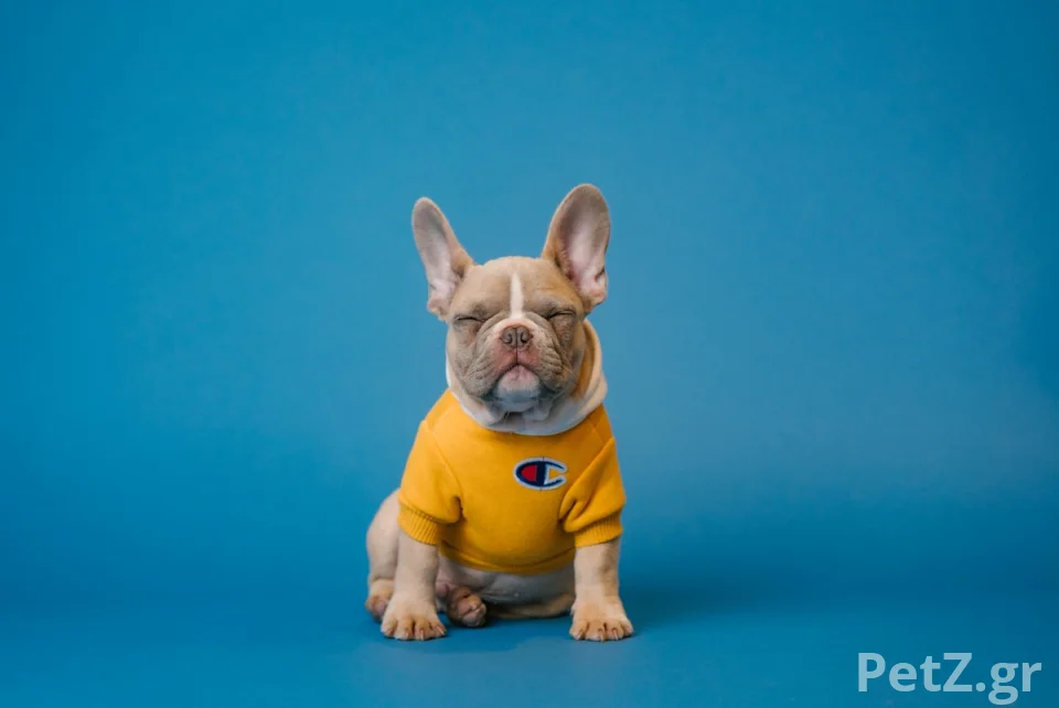 Dog Uni – Εκπαίδευση Σκύλων κατ' Οίκον Αθήνα 1