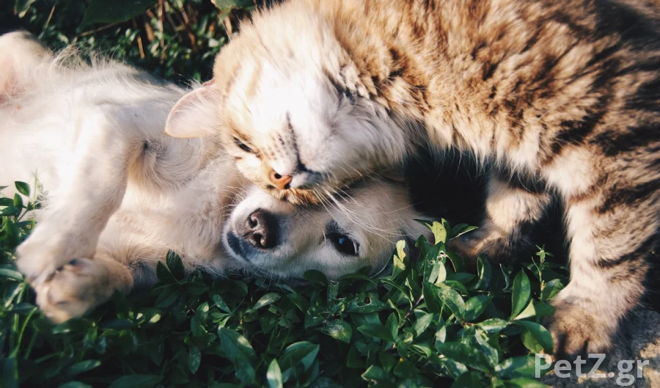 Pet Lens Photography – Φωτογράφιση Κατοικιδίων Ηράκλειο 1