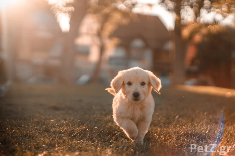Pallini Pet Hotel – Φιλοξενία Κατοικιδίων Παλλήνη 2